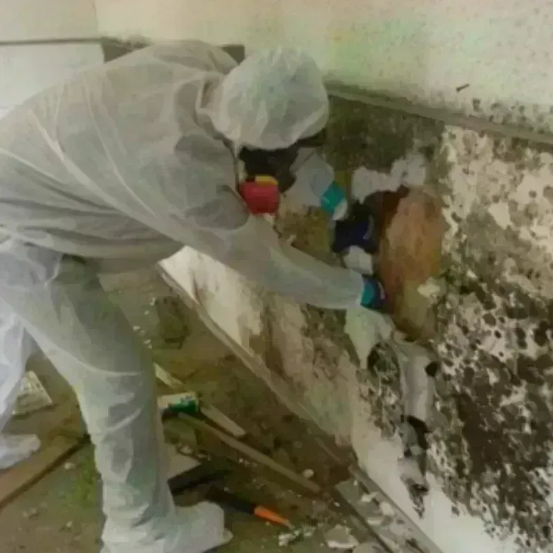 Mold Remediation and Removal in Strafford, MO